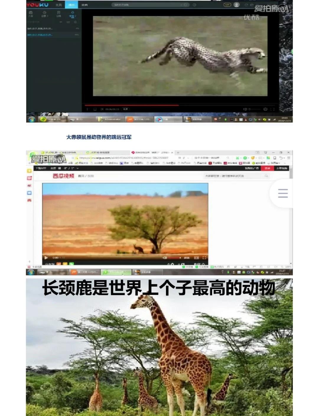 动物之最