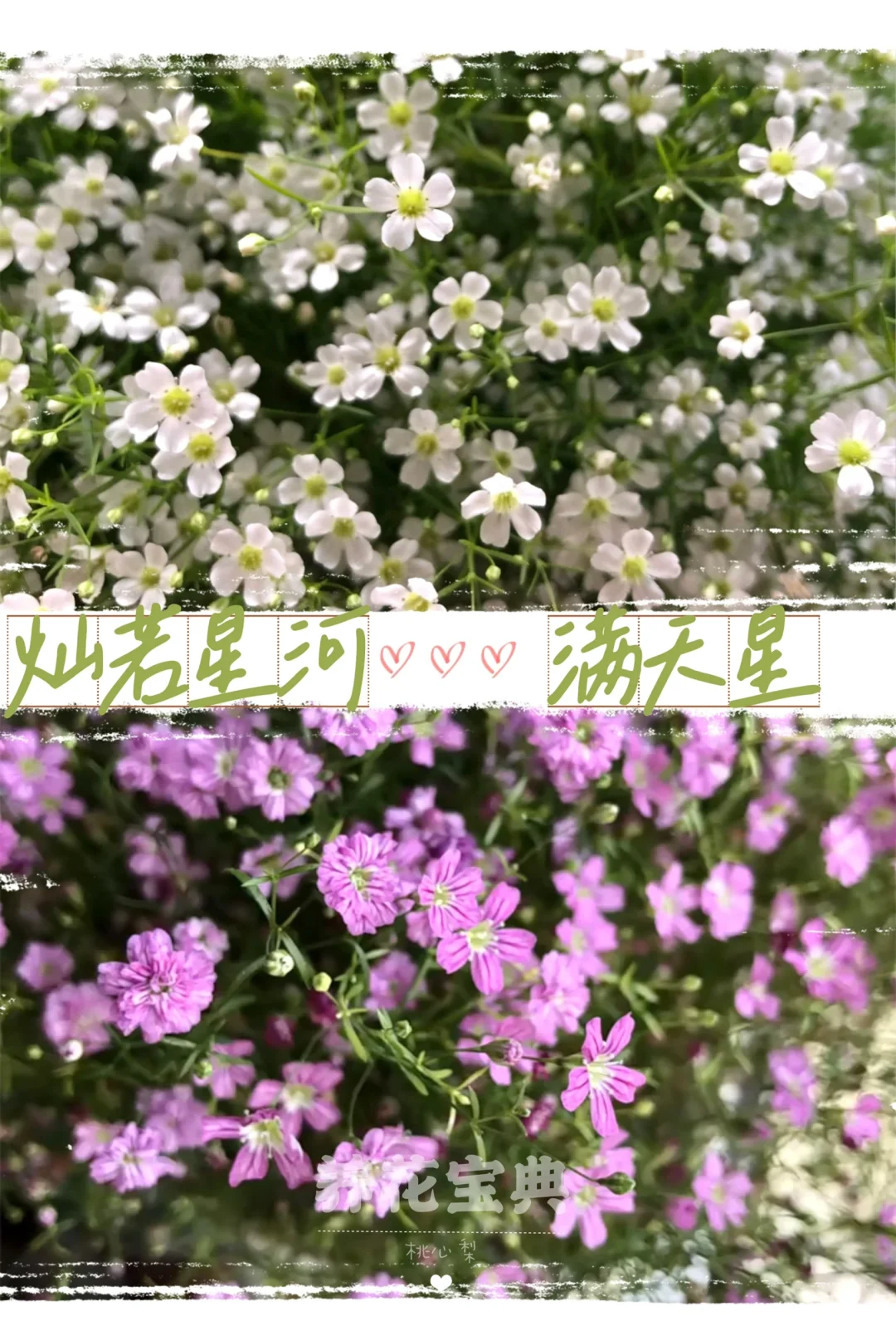 满天星的养殖办法和留神事项