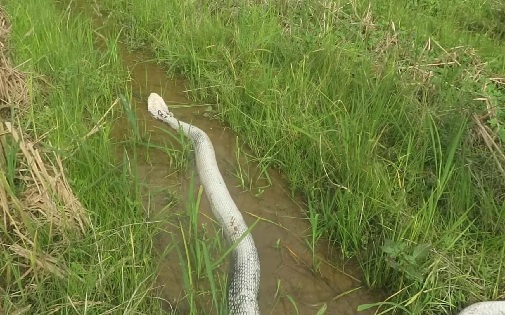 看家蛇