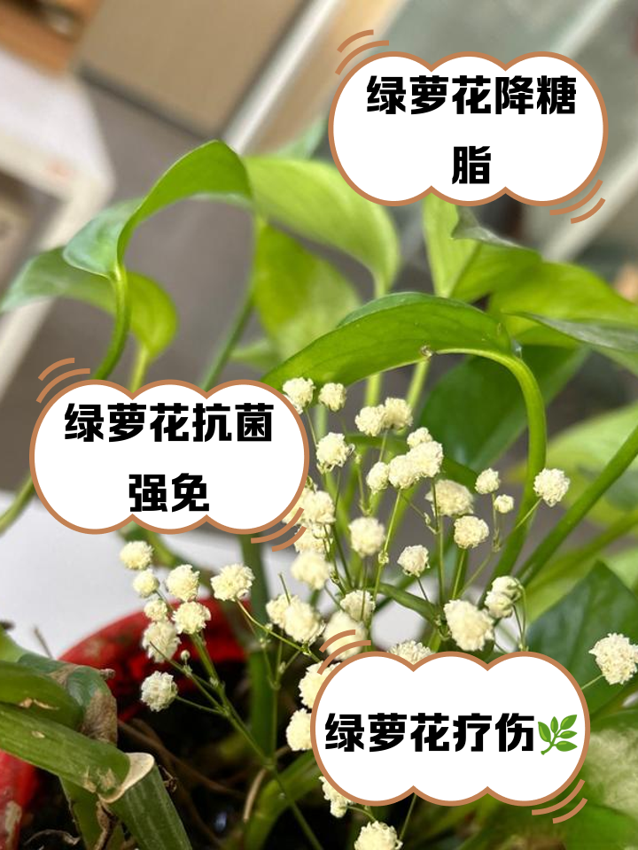 绿萝为什么叫鬼花