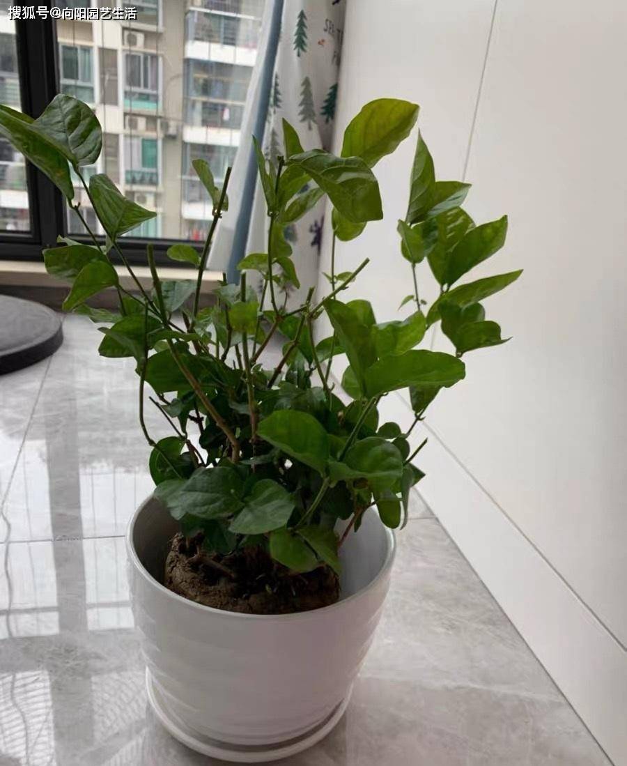 太初春天不着花