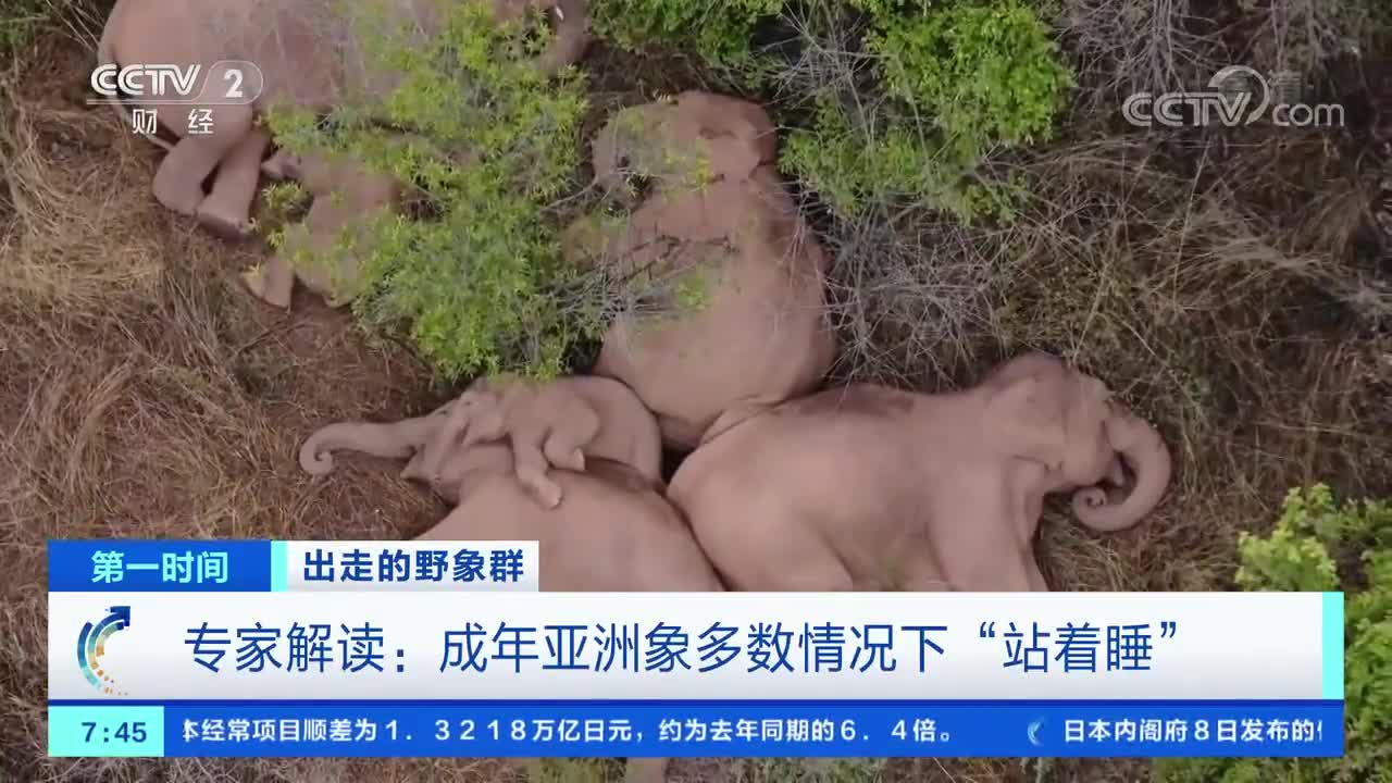 云南15头北迁野象临近昆明