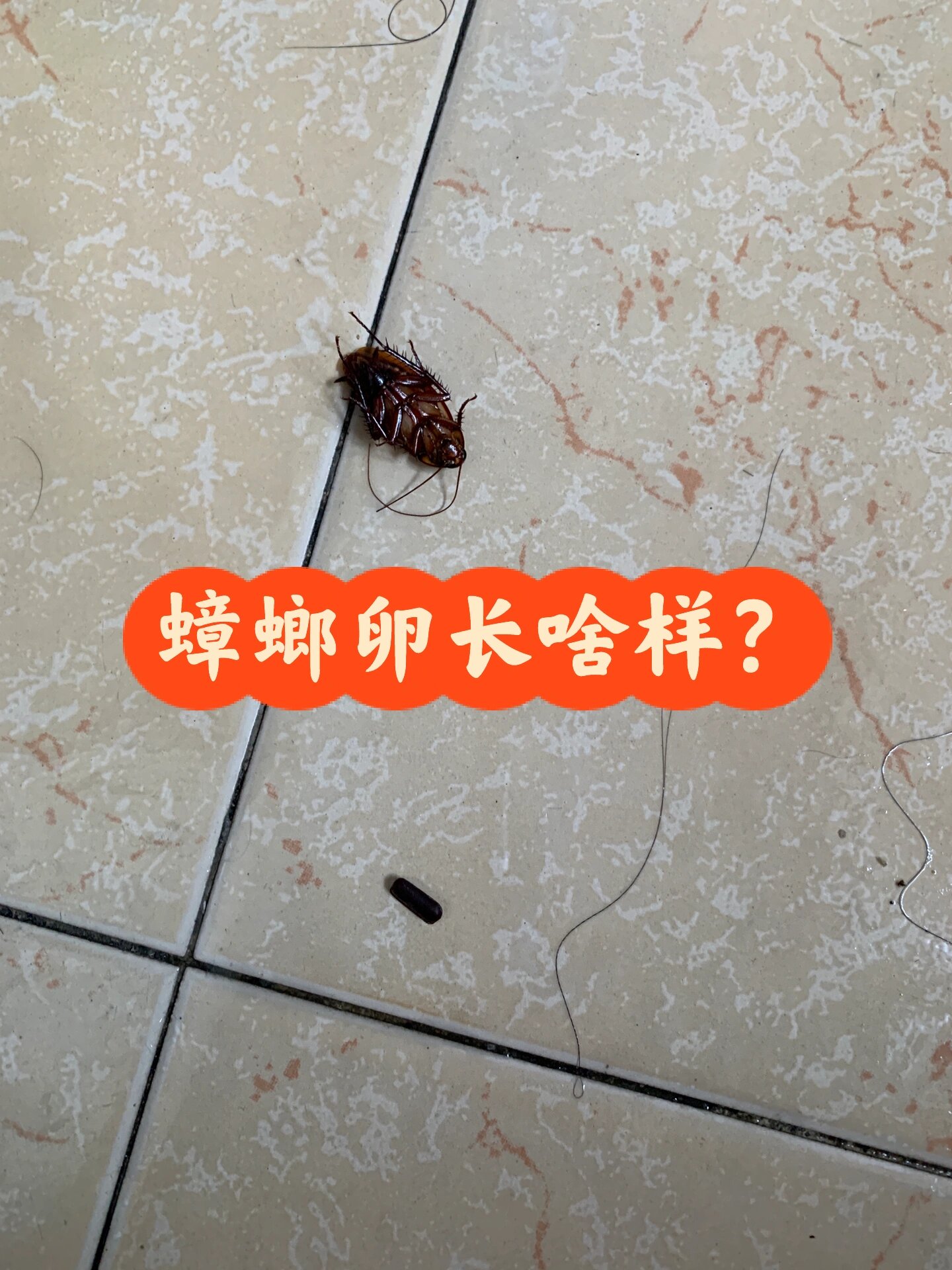 甲由卵是什么样子的