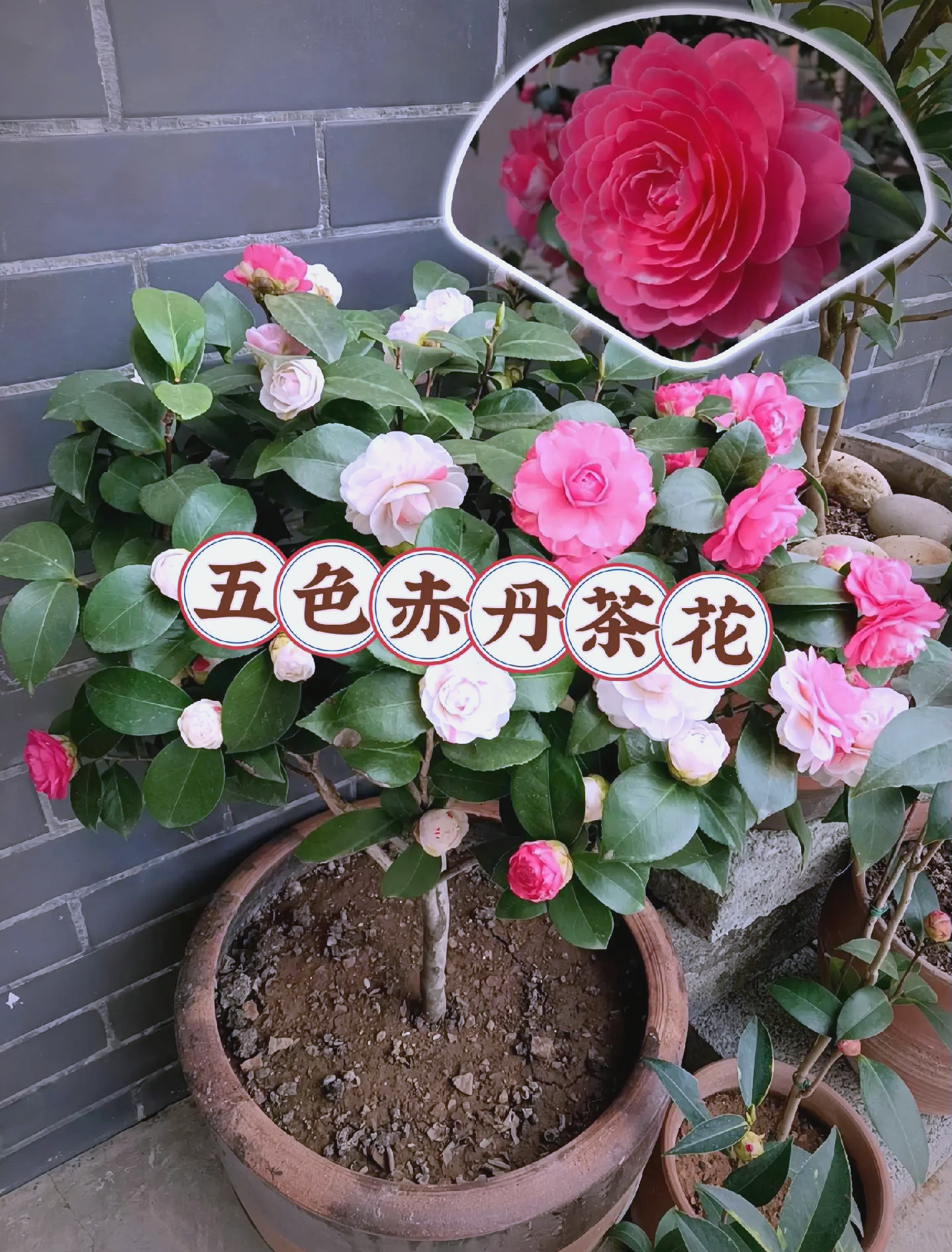赤丹茶花
