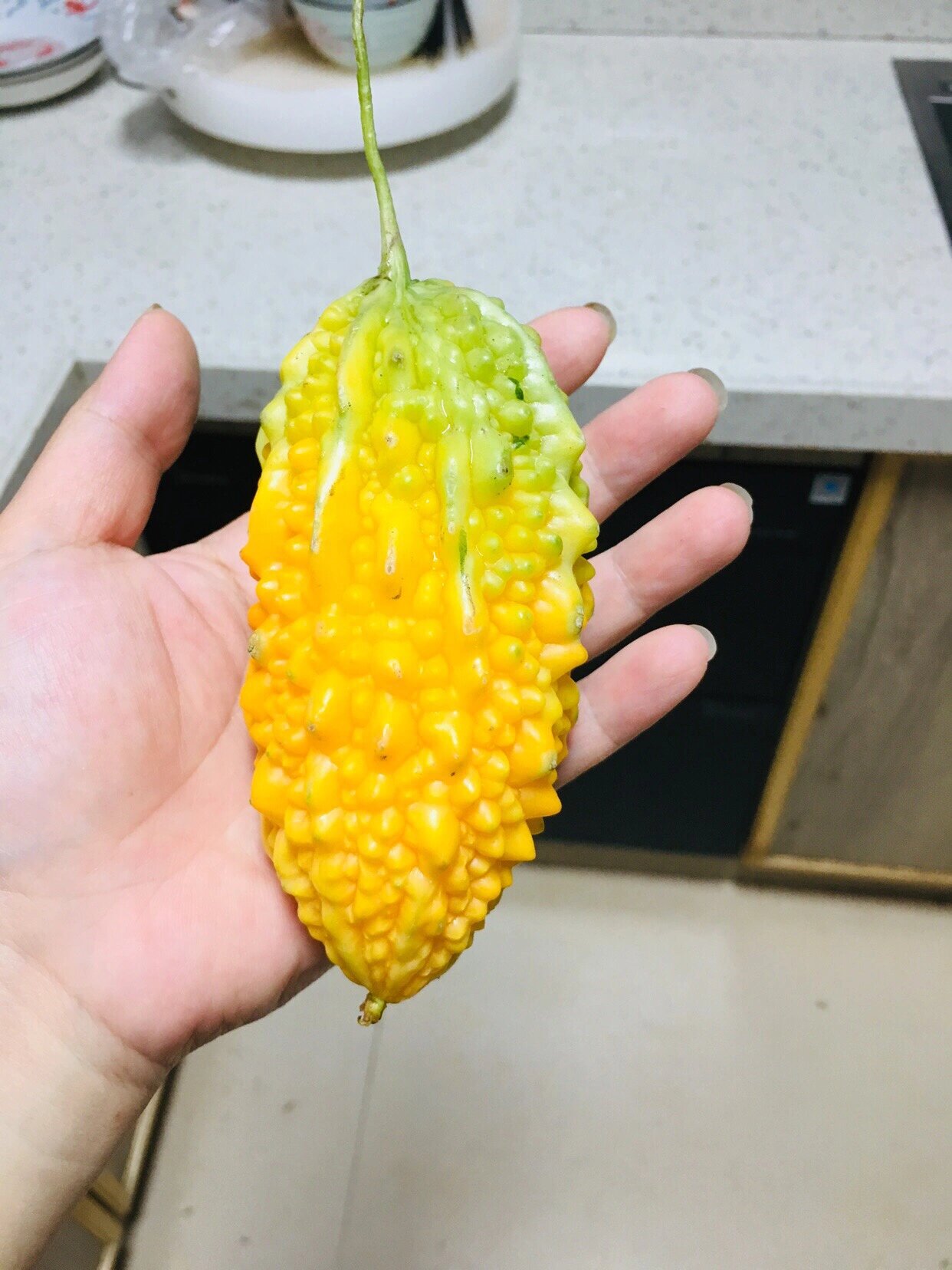金铃子是什么