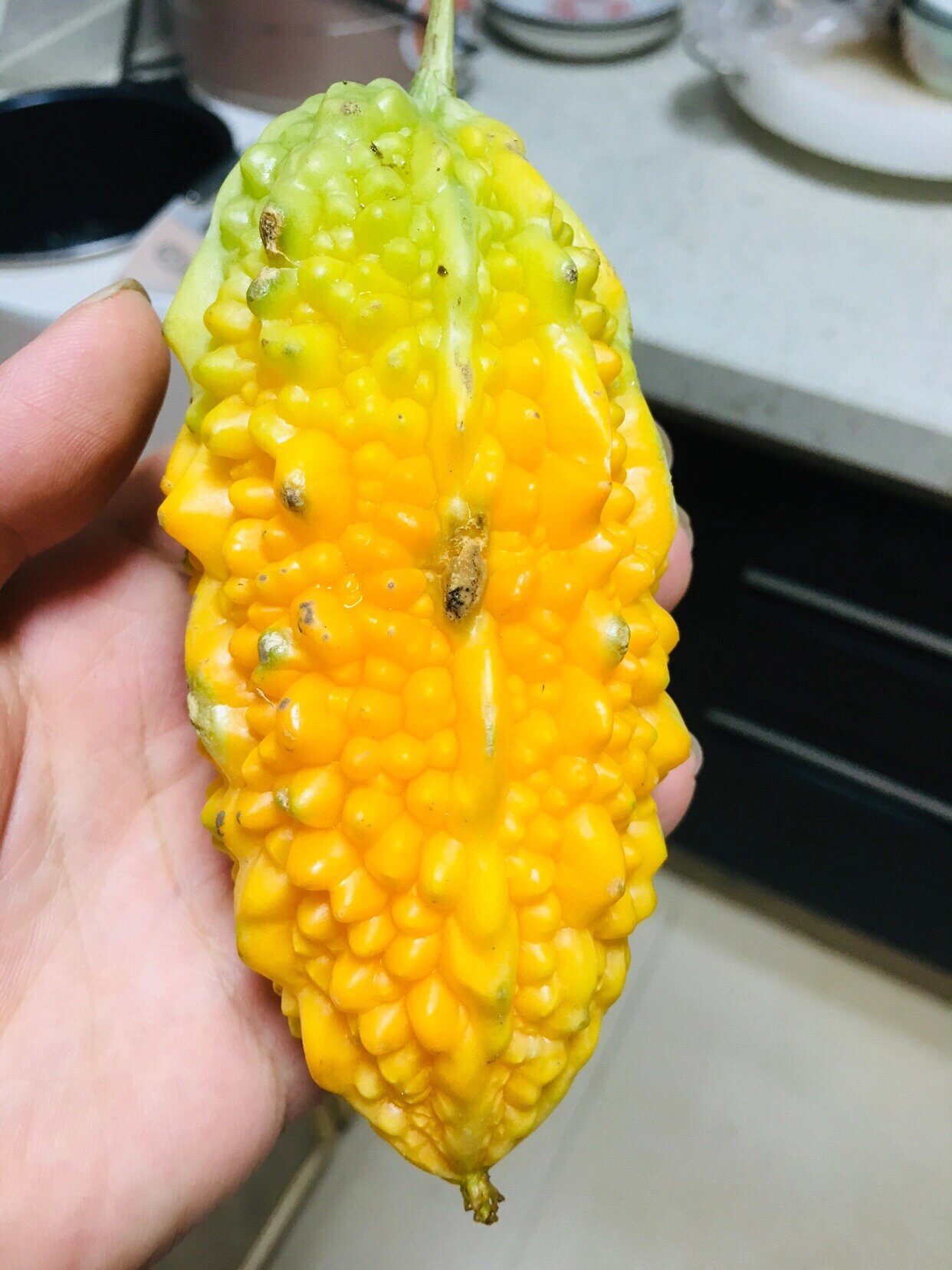 金铃子是什么