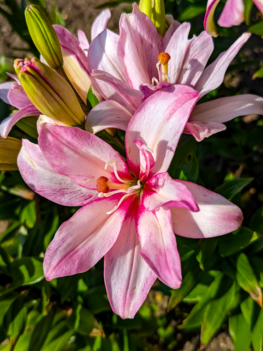 百合花的材料