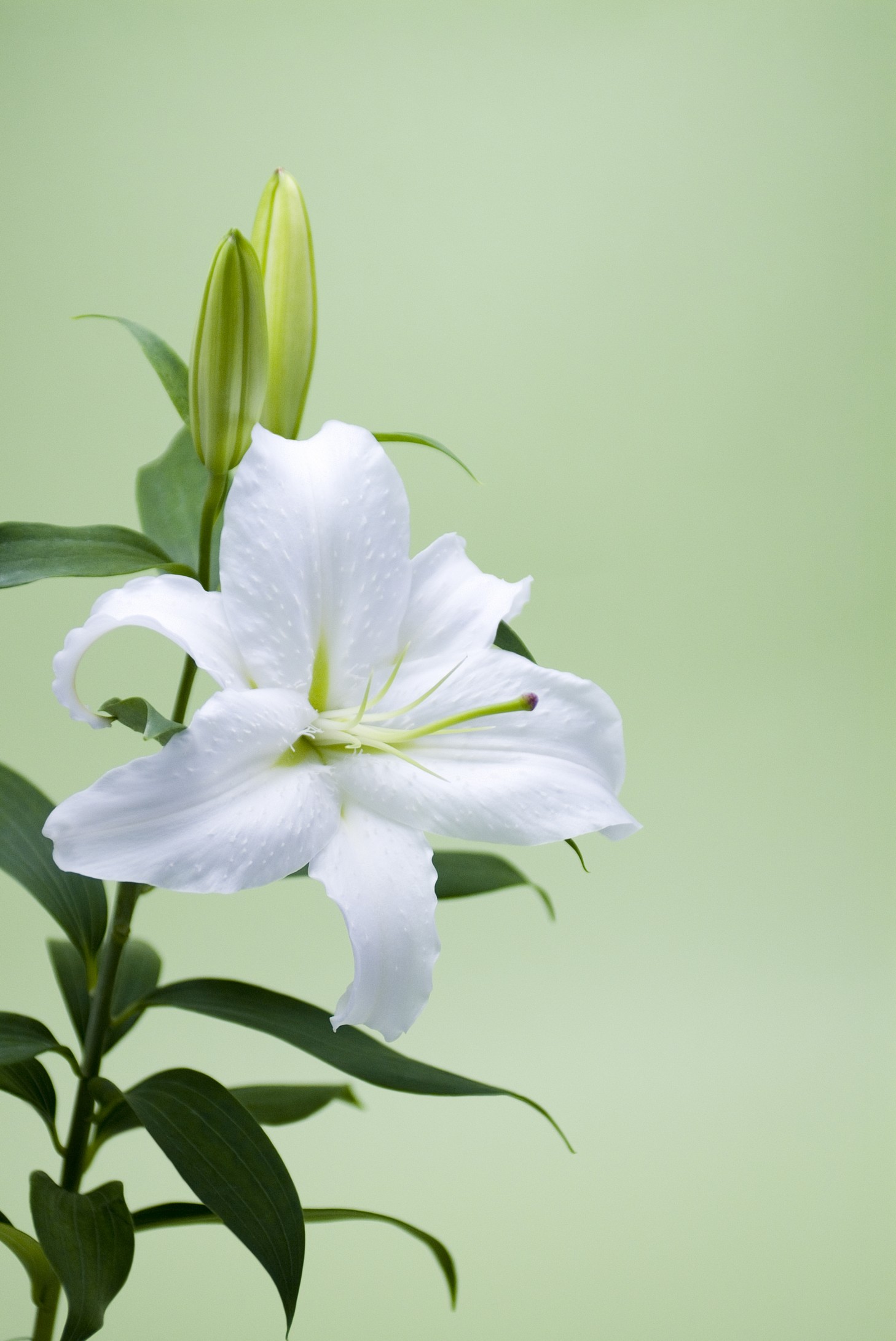 百合花的材料