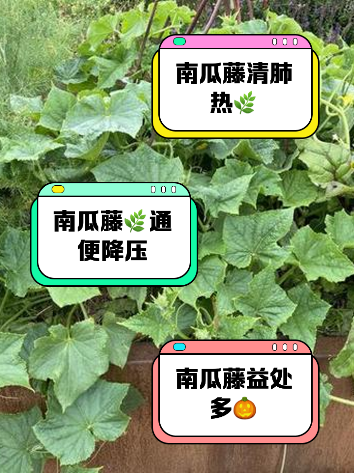南瓜藤汁的成效与作用