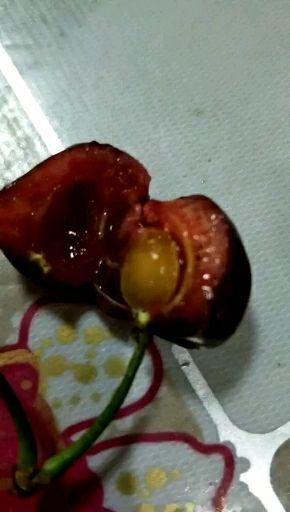 樱桃外面的蛆虫吃进人体有害吗