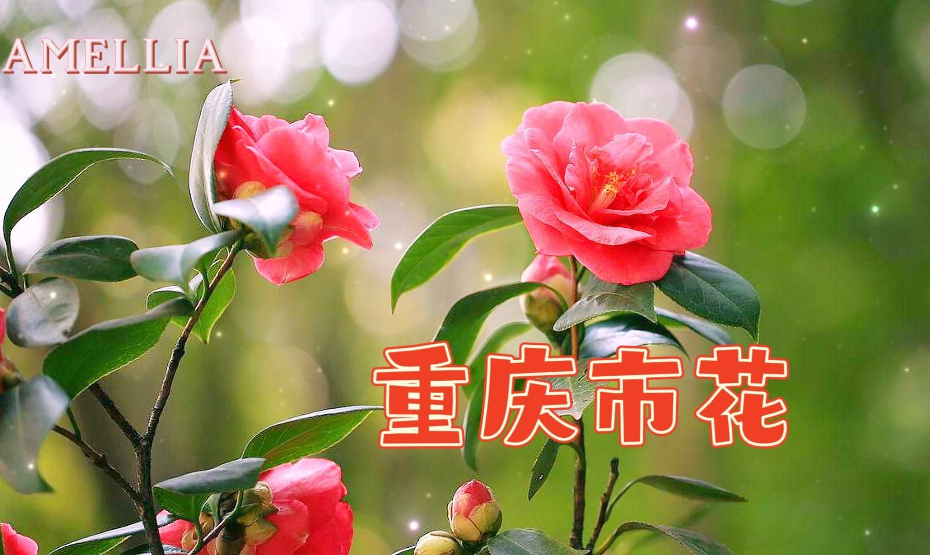 中国都会的市花