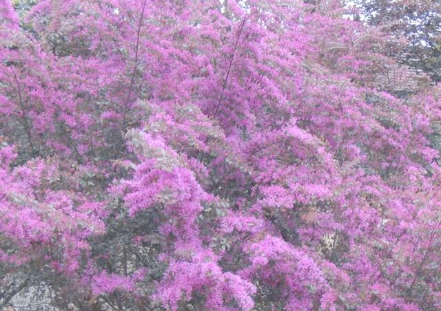 中国都会的市花