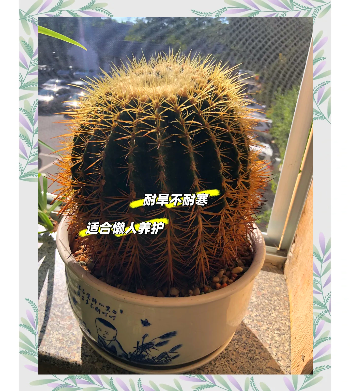 金虎仙人球怎么养