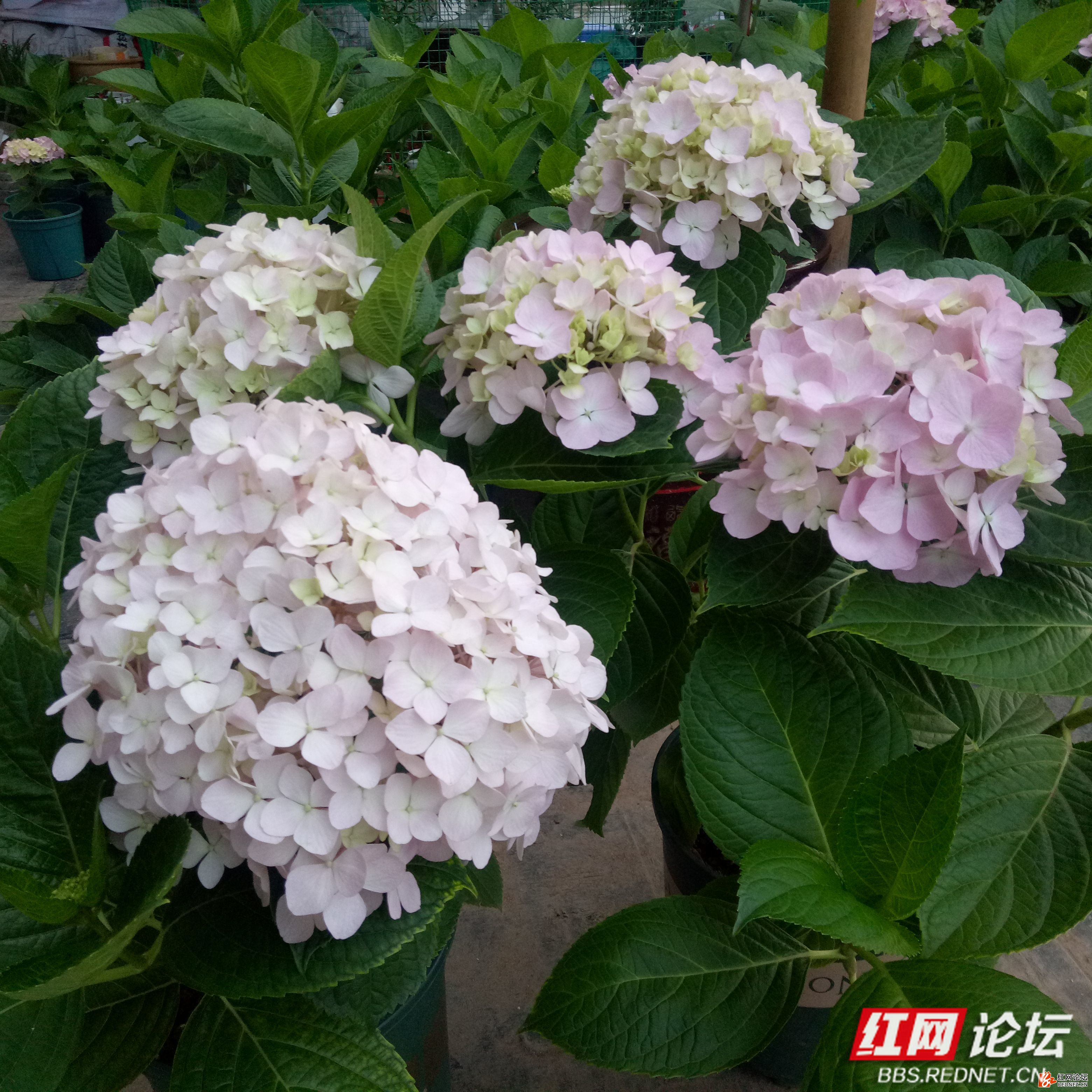 夏菊花