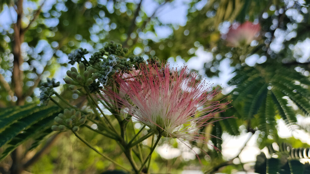合欢花开