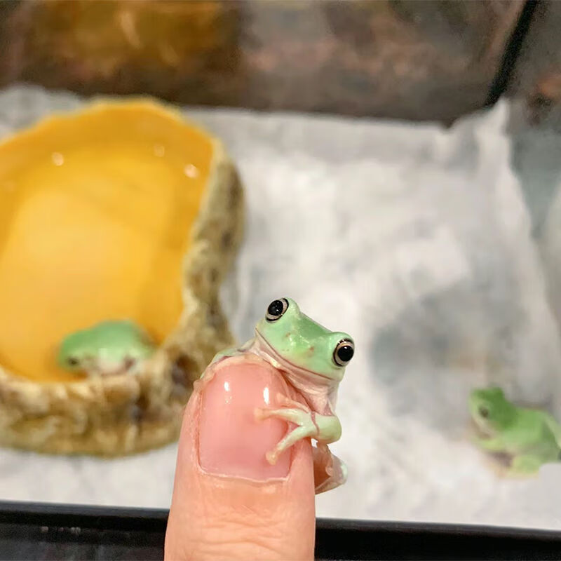 老爷树蛙