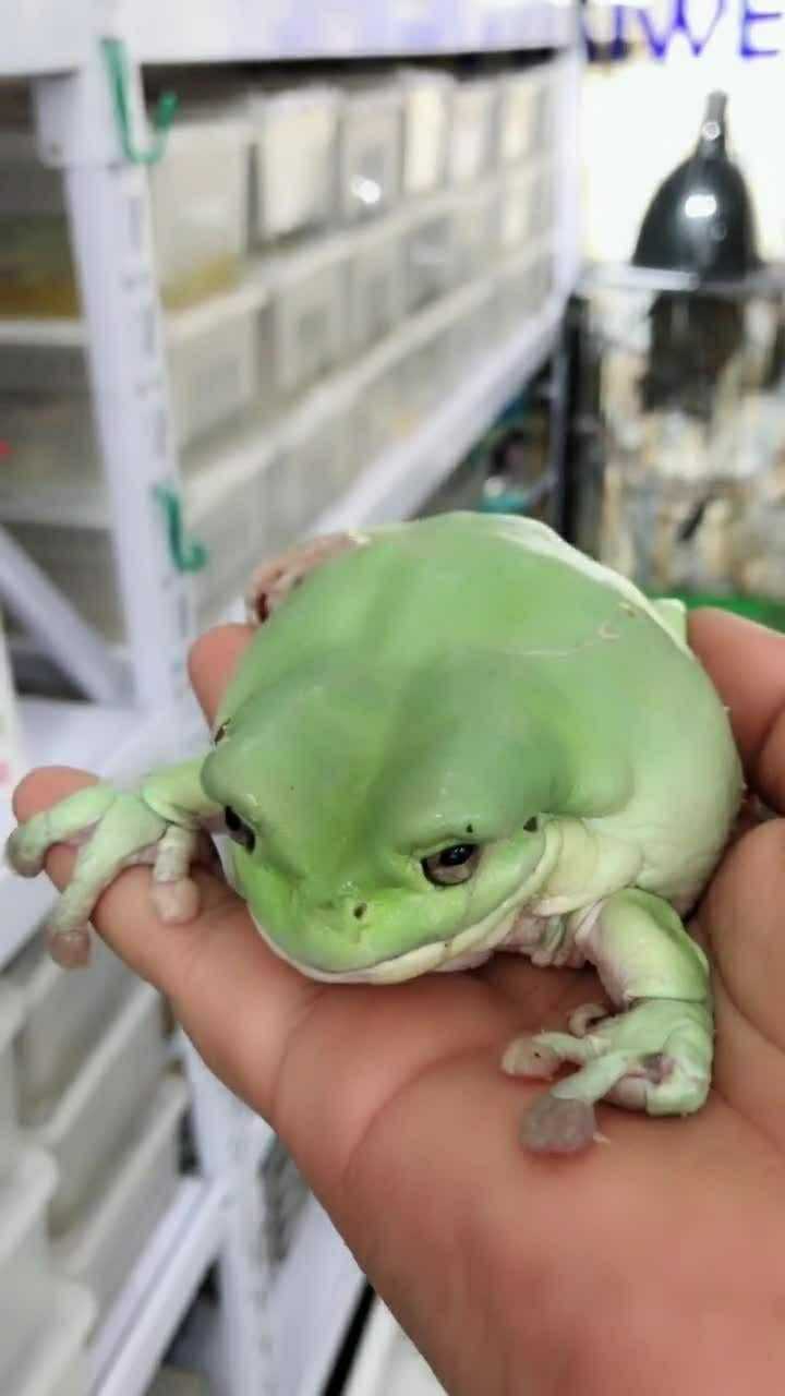 老爷树蛙