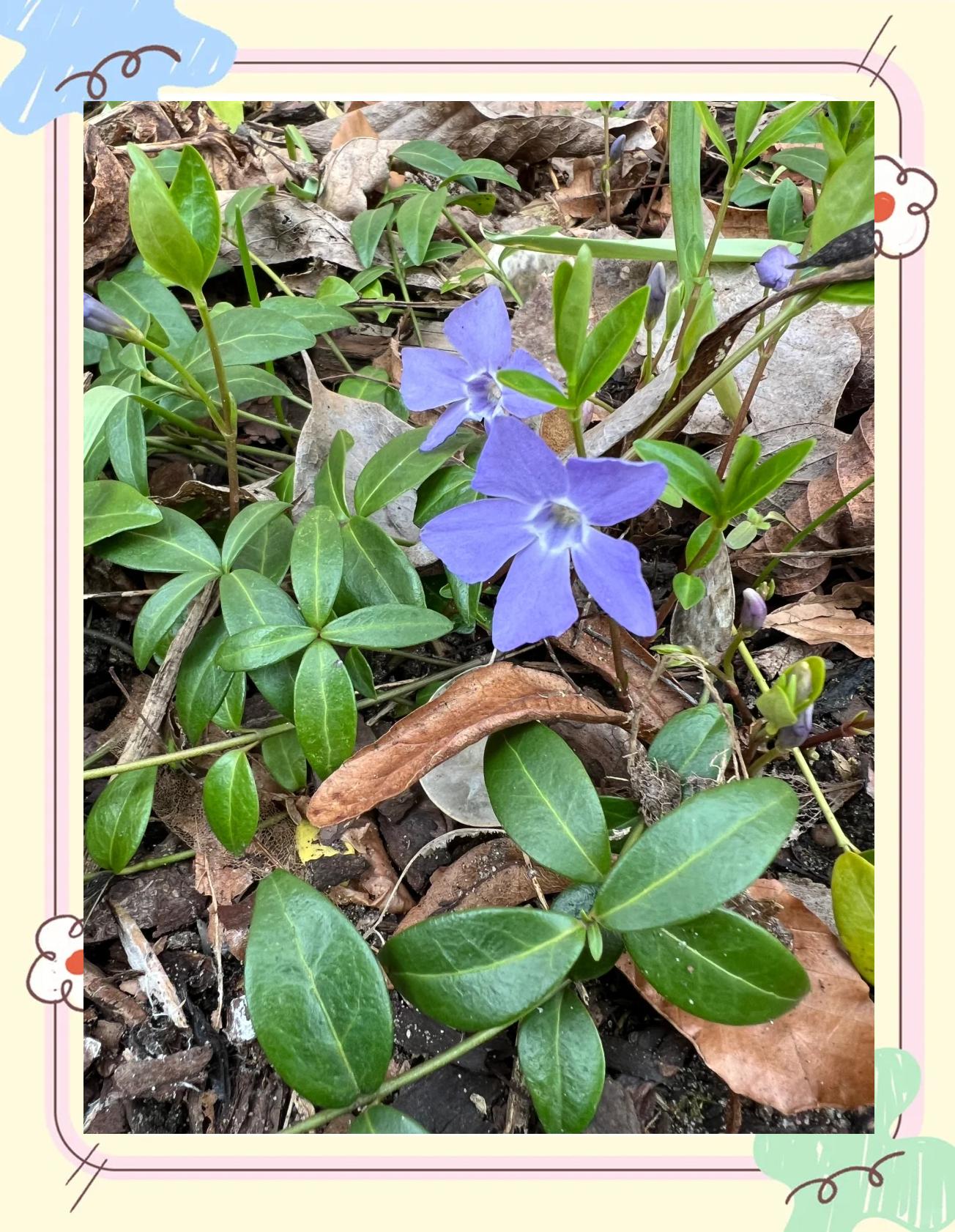 蔓长春花