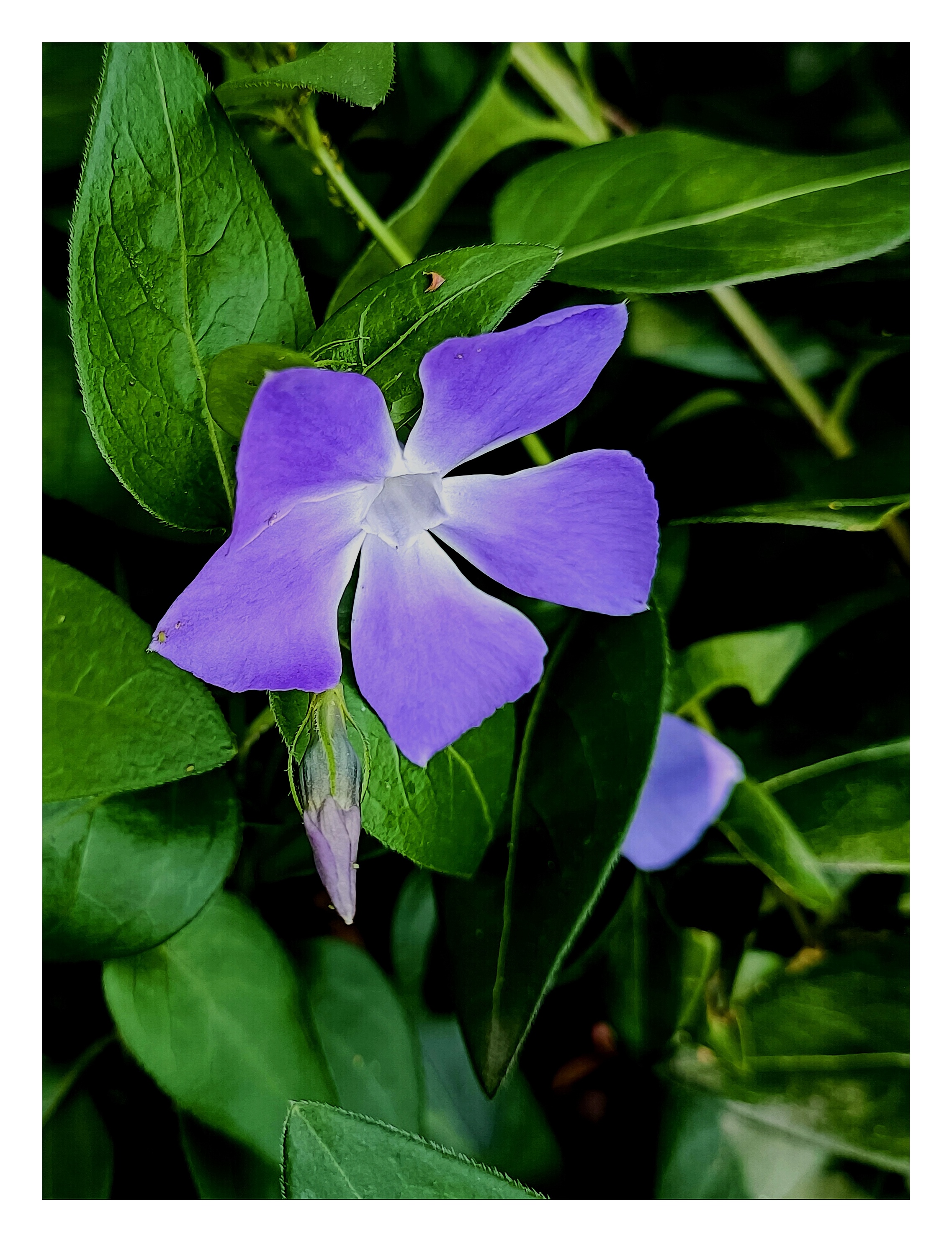 蔓长春花