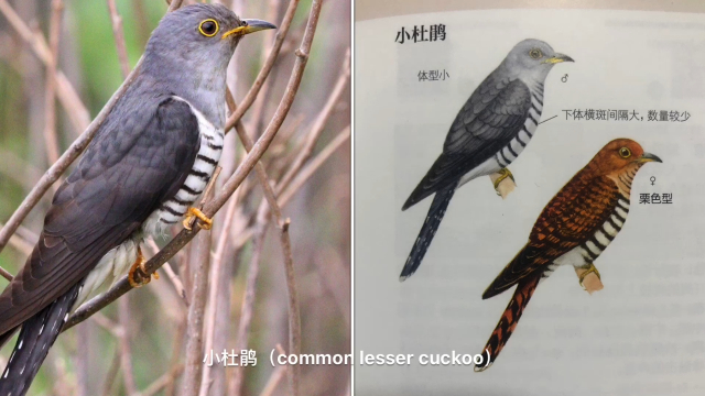 杜鹃鸟的材料