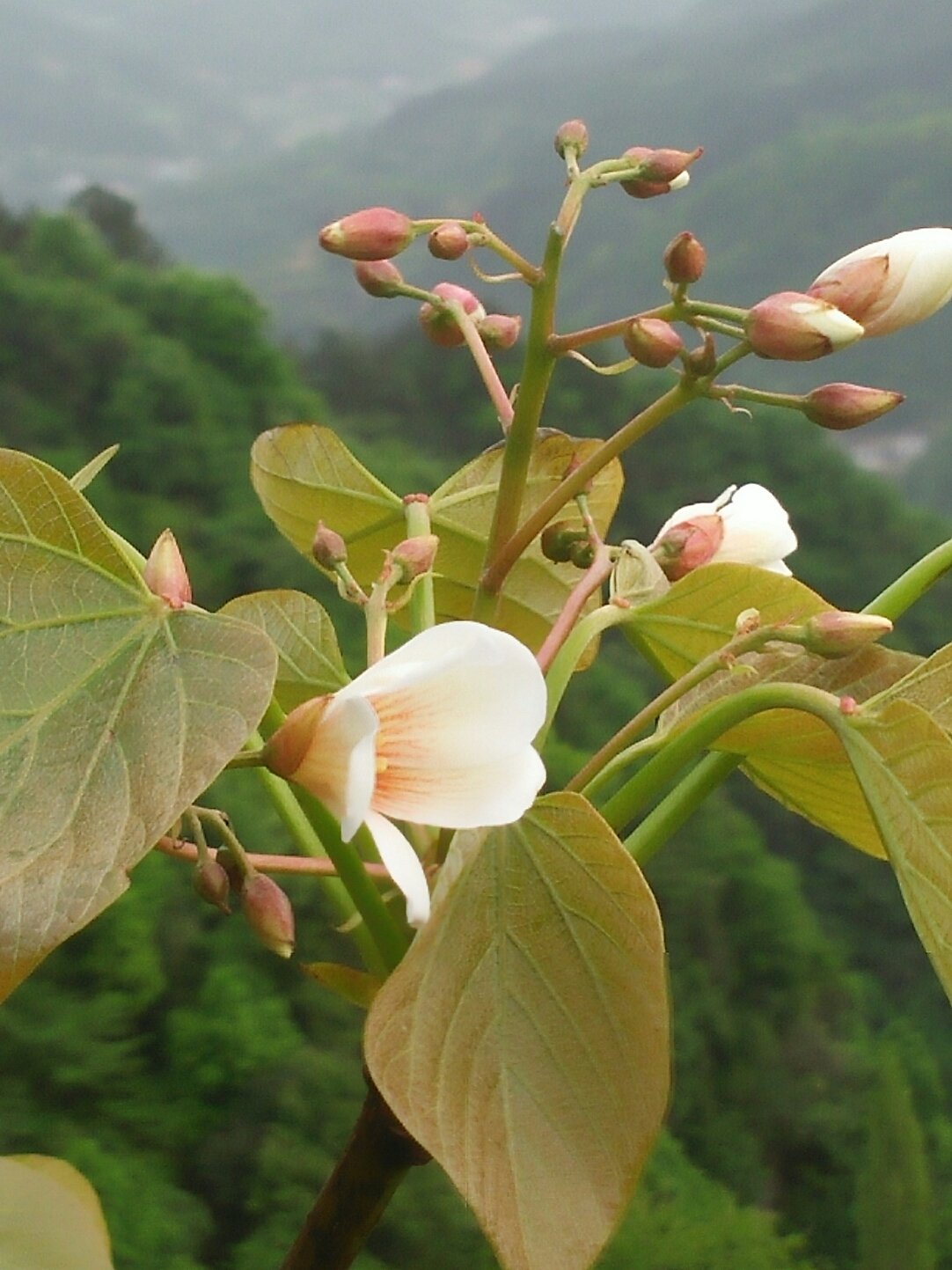 桐油树