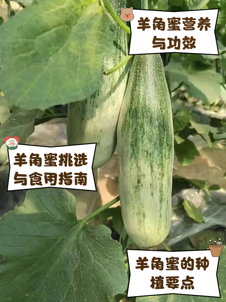 羊角蜜的成效与作用
