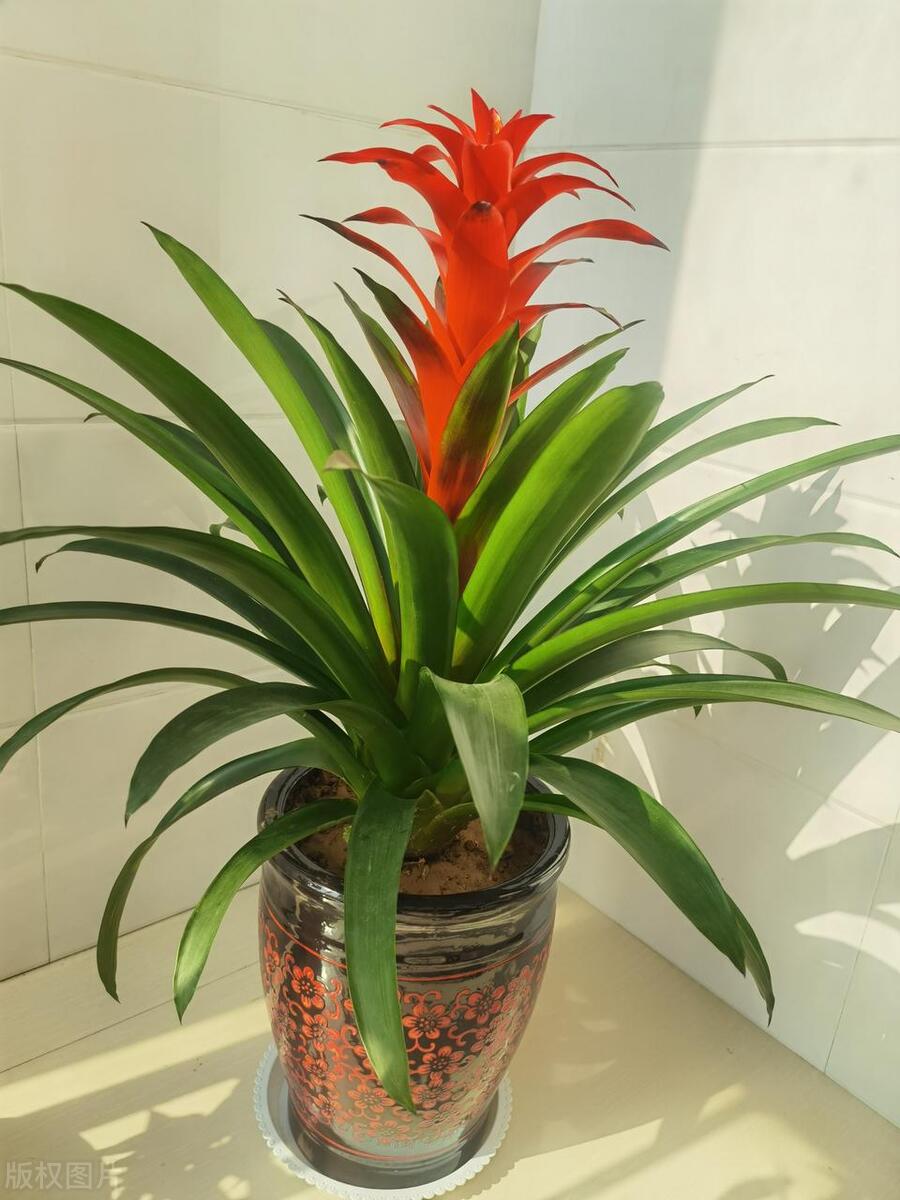 客堂最旺宅的大型植物