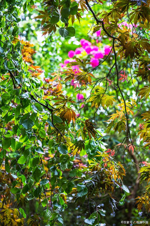芙蓉树