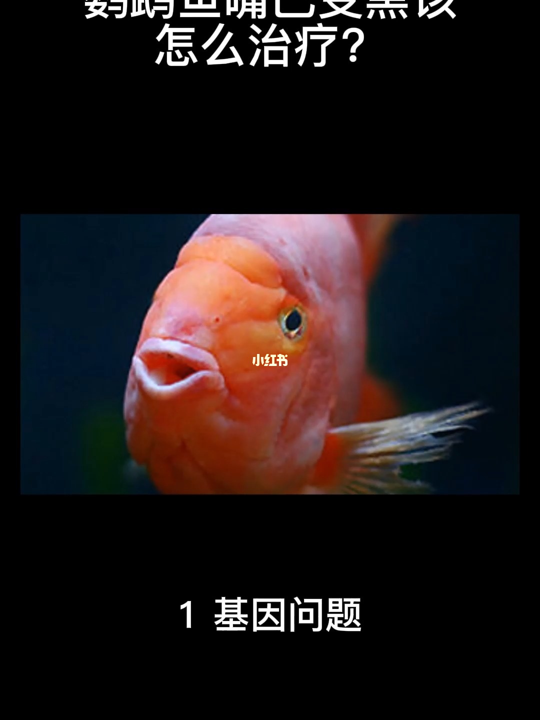 鹦鹉鱼变黑