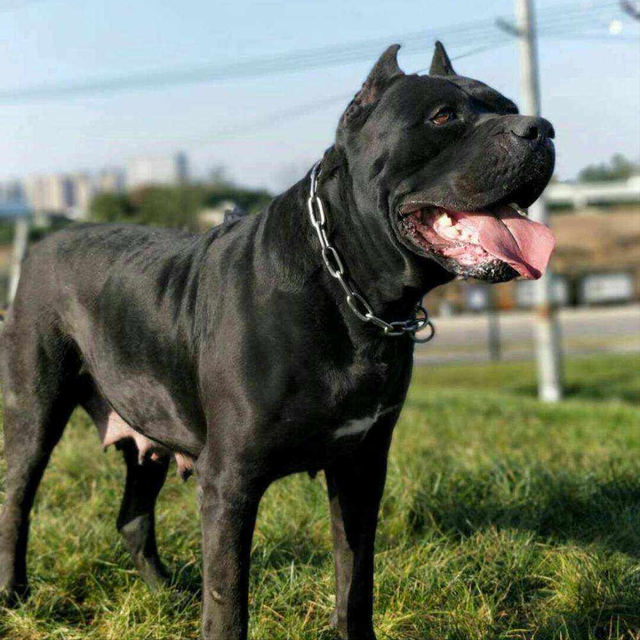 十大保护犬