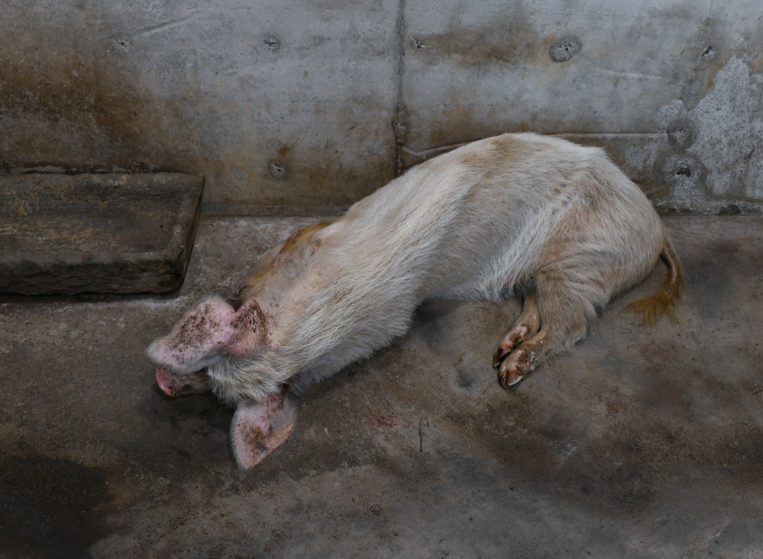 猪刚强12岁