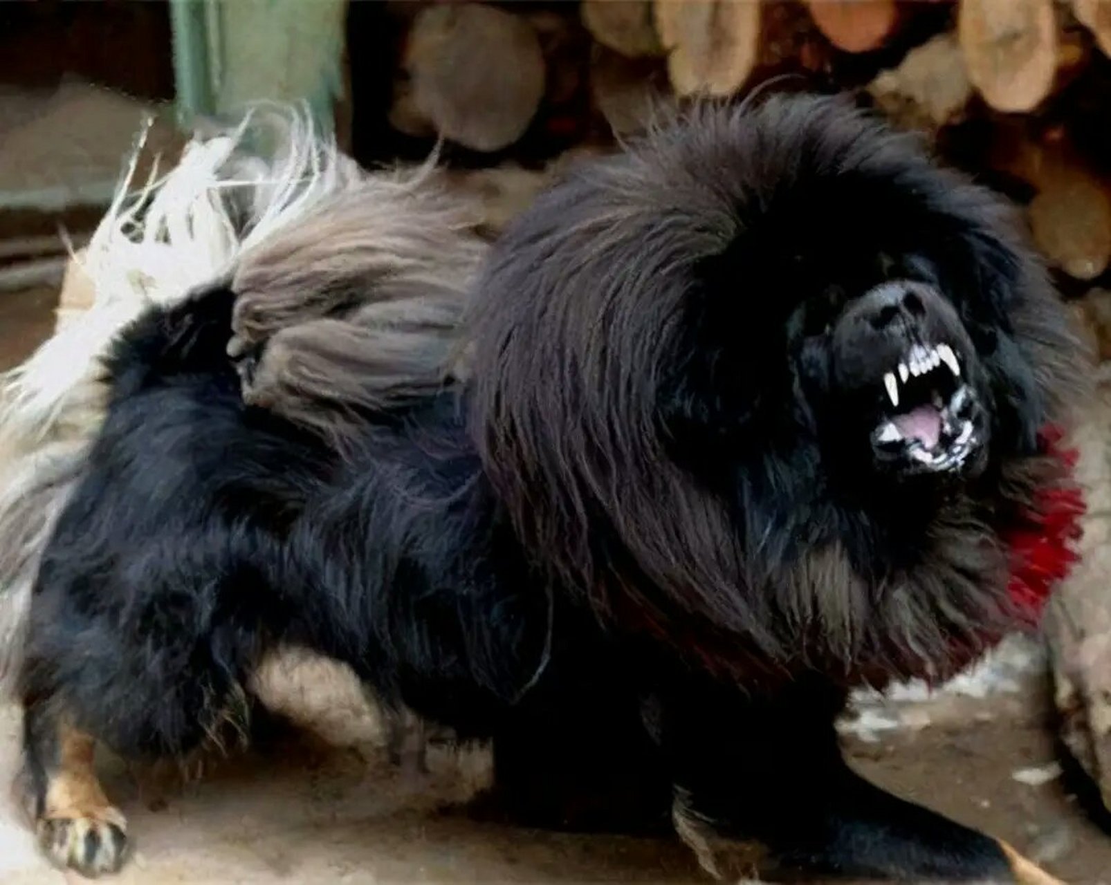 鬼脸藏獒