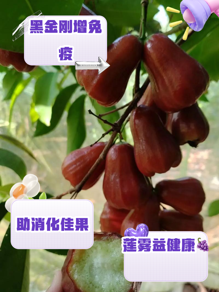 莲雾的营养代价