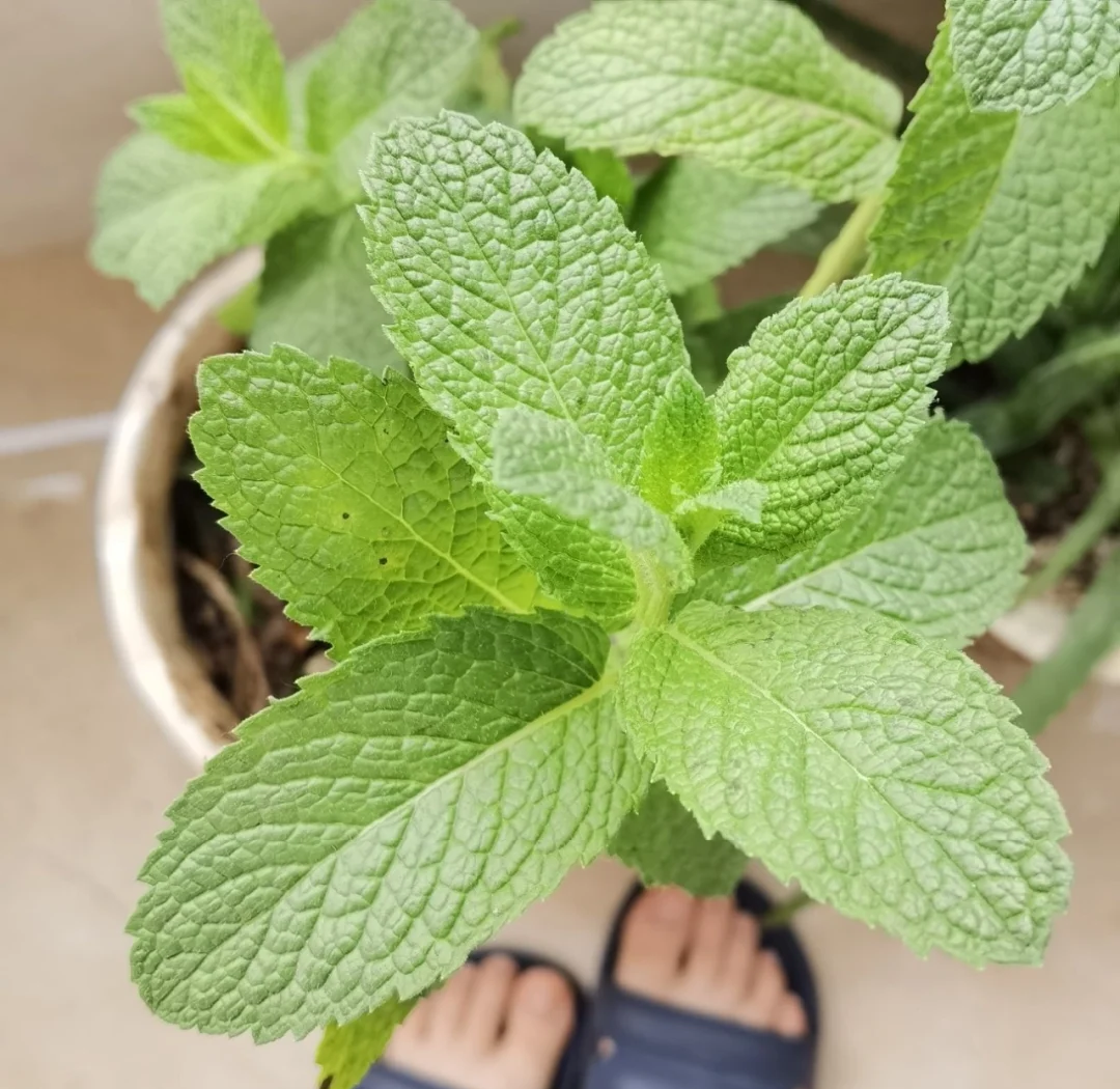 十香菜