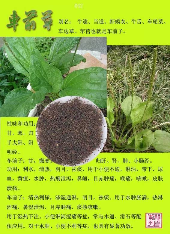 中草药名称大全