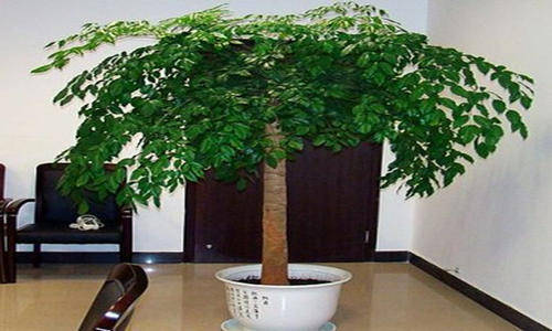 朽木生花打毕生肖