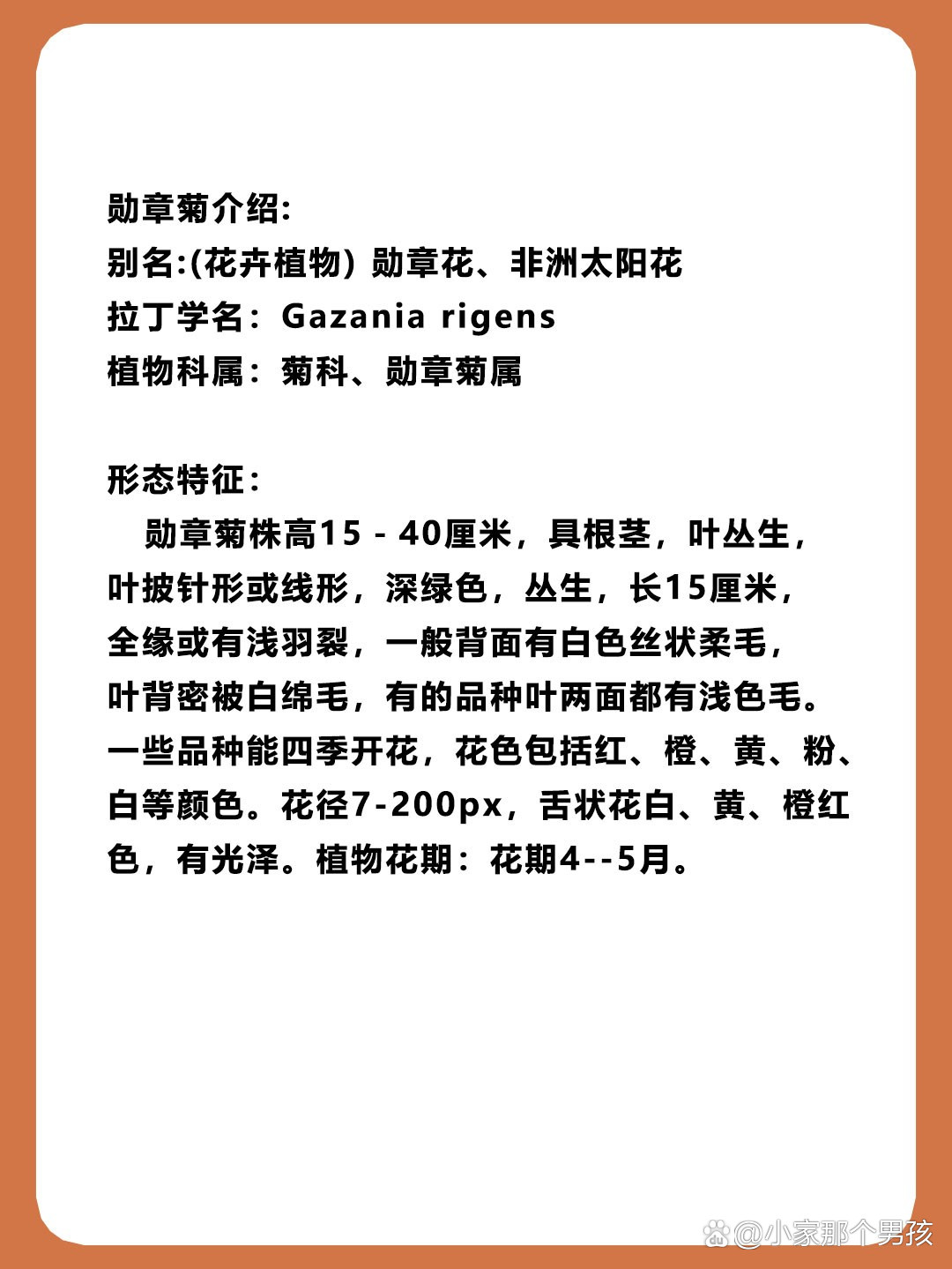 勋章花