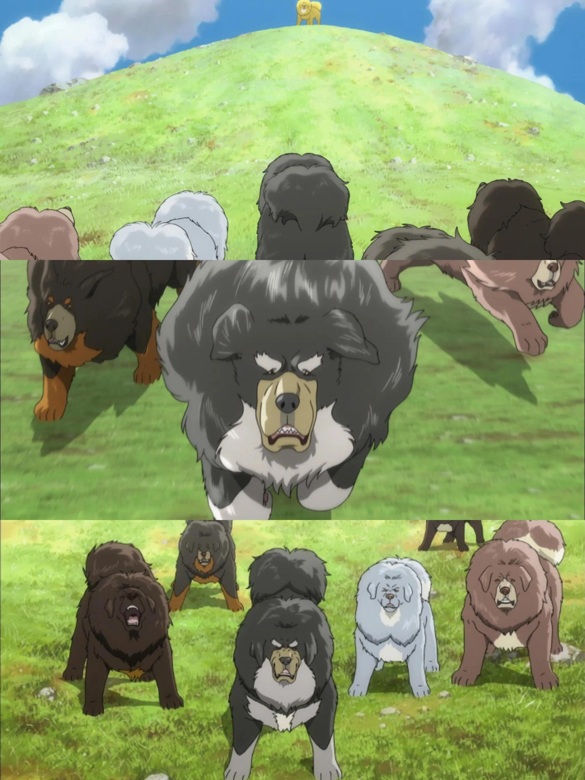 藏獒吃人