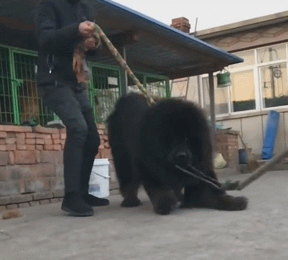 藏獒吃人
