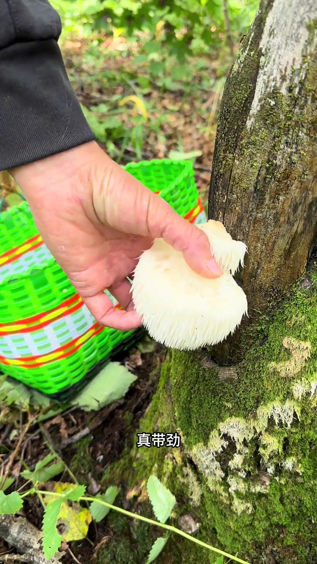 有身能吃猴头菇吗