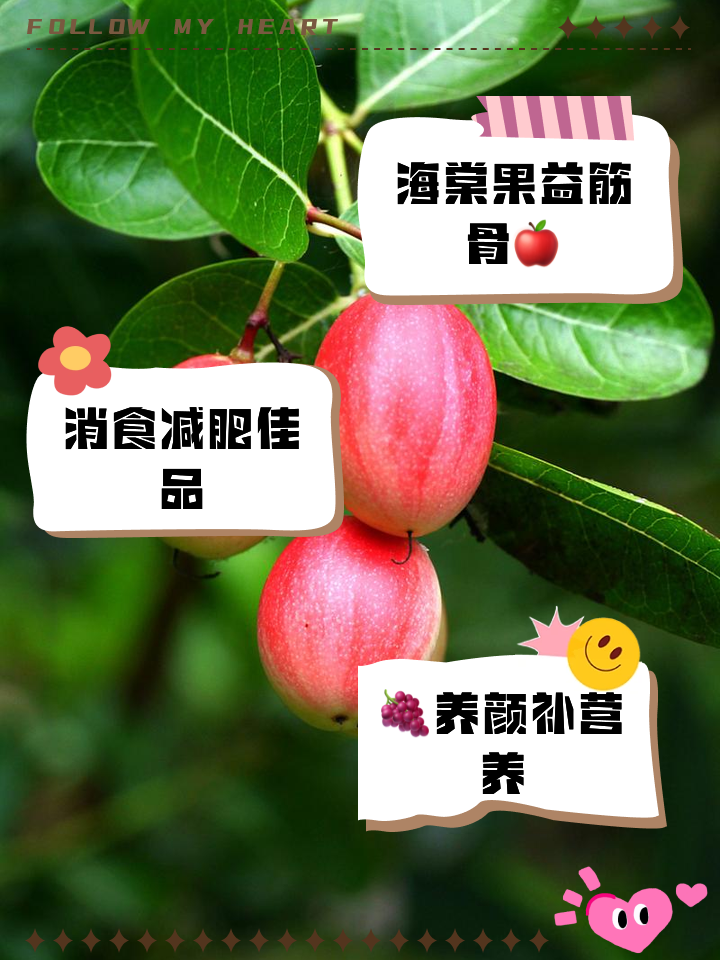 海棠果的成效