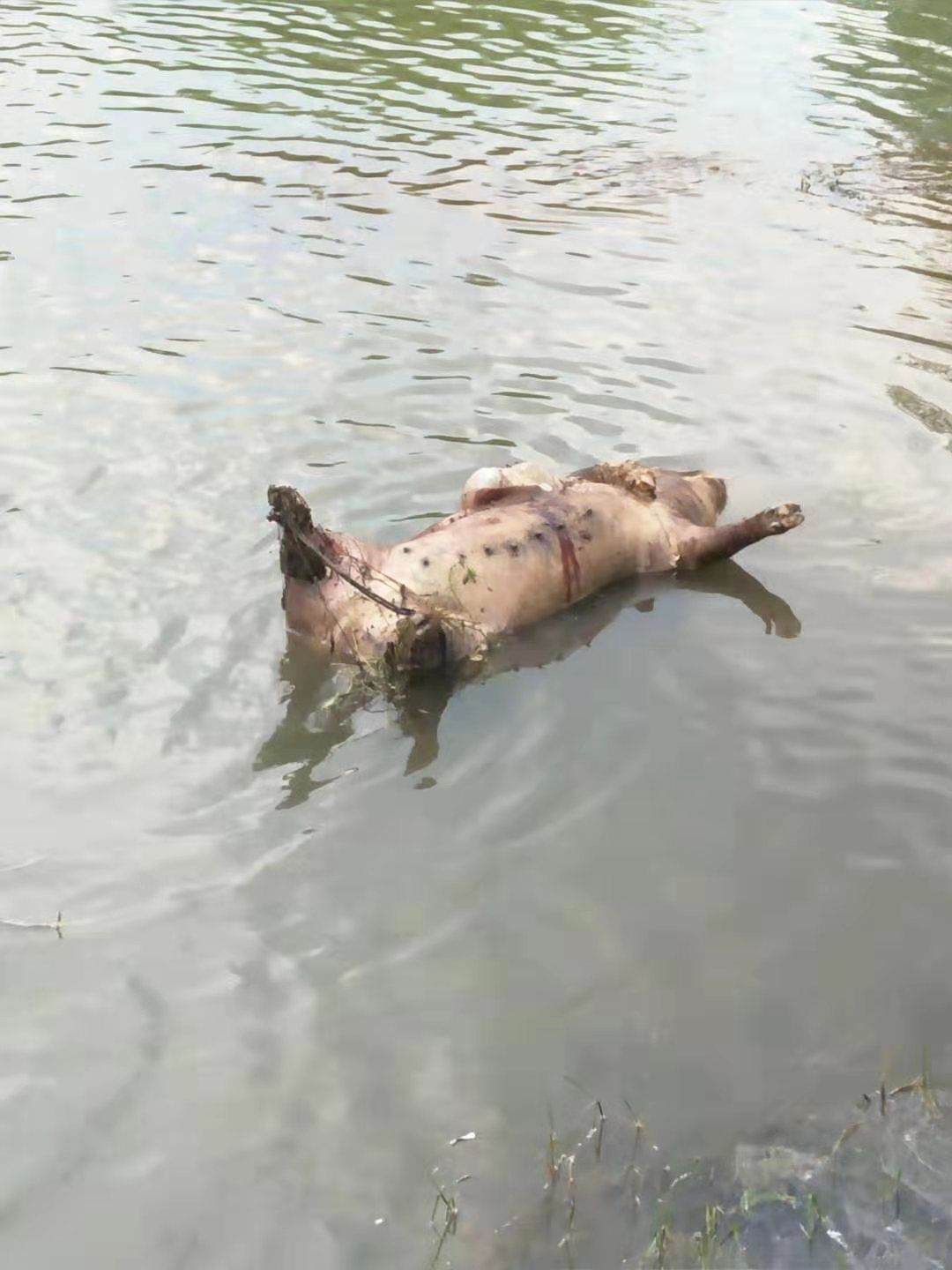 黄浦江死猪事件