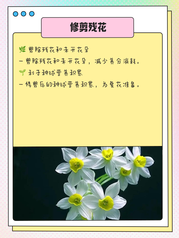 水仙花开完花以后怎么处理