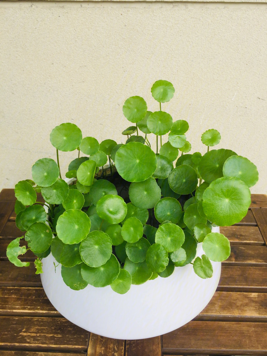破铜钱草
