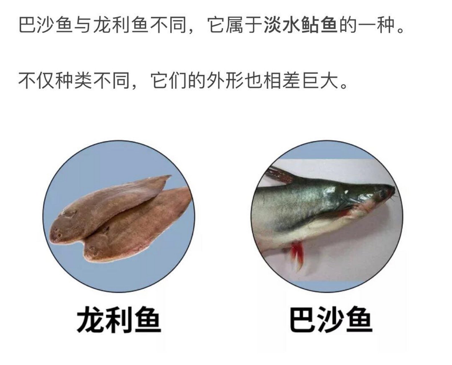 巴沙鱼片和龙利鱼一样吗