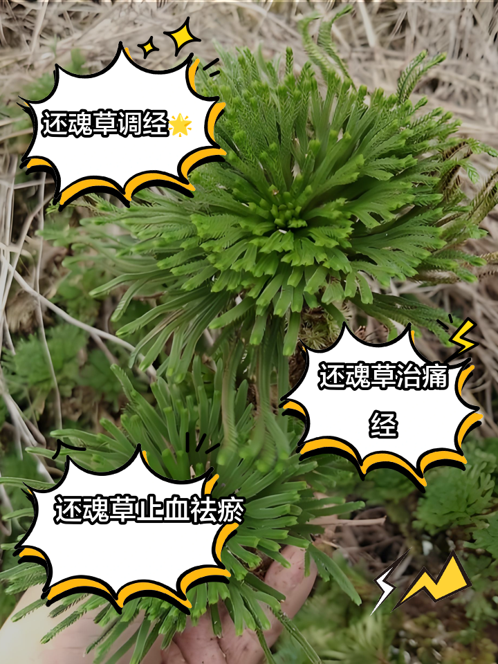 还魂草重生