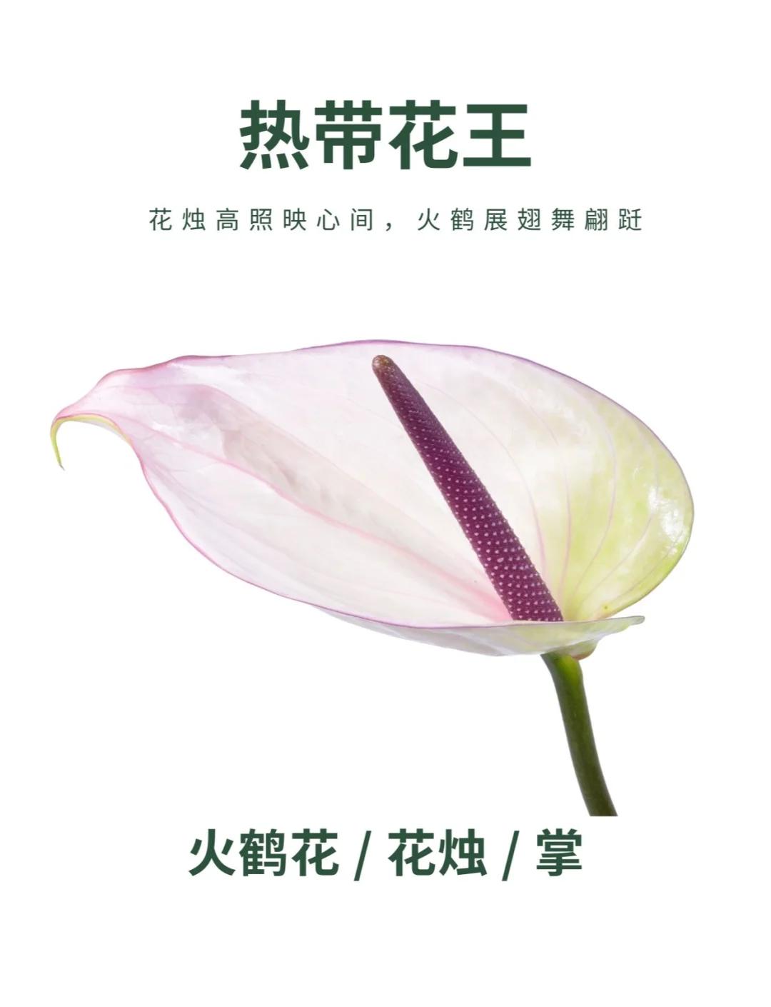 火鹤花怎么养