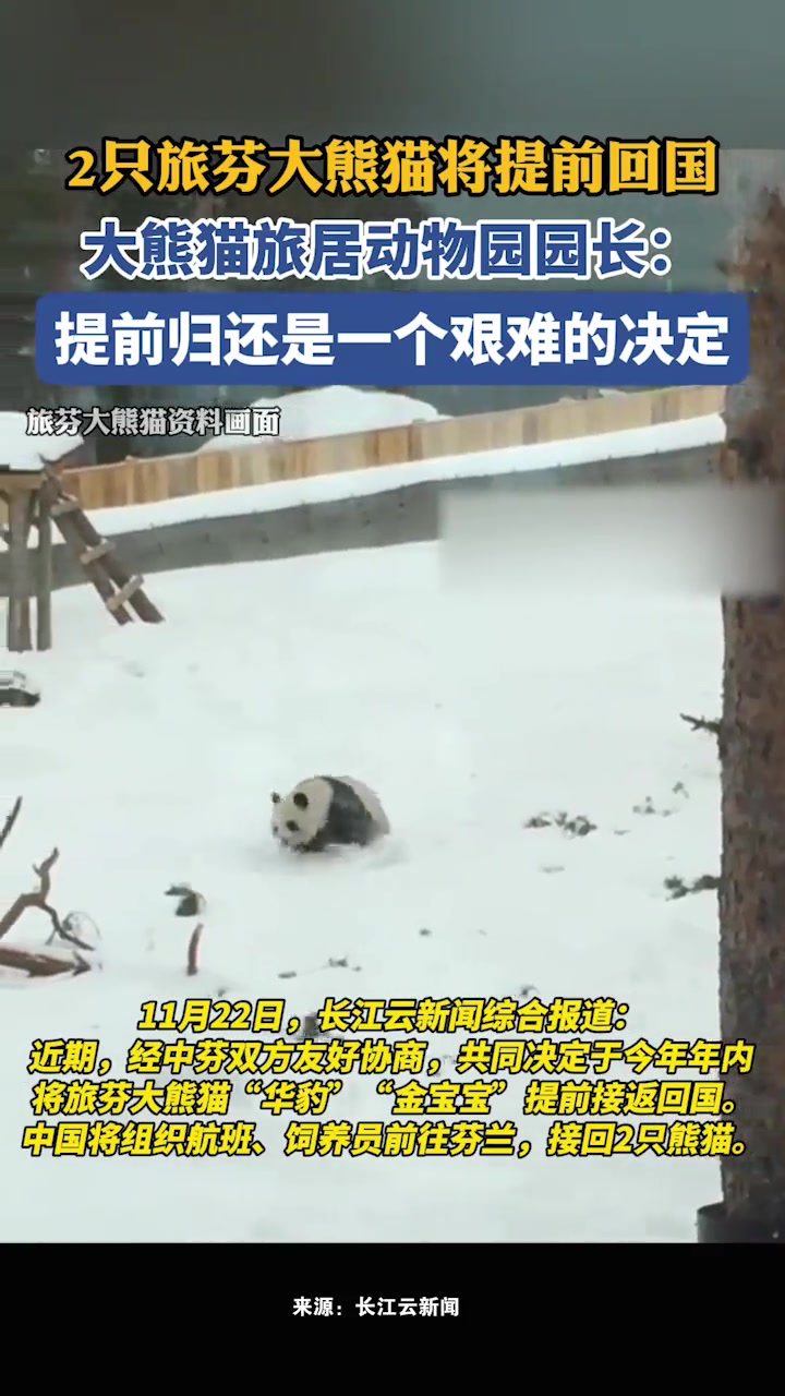 旅美熊猫产后疑遭虐