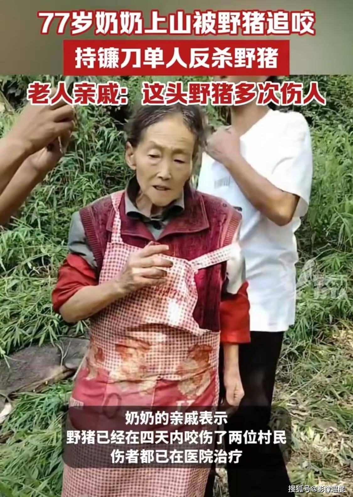 500斤种猪发疯咬伤人被击毙