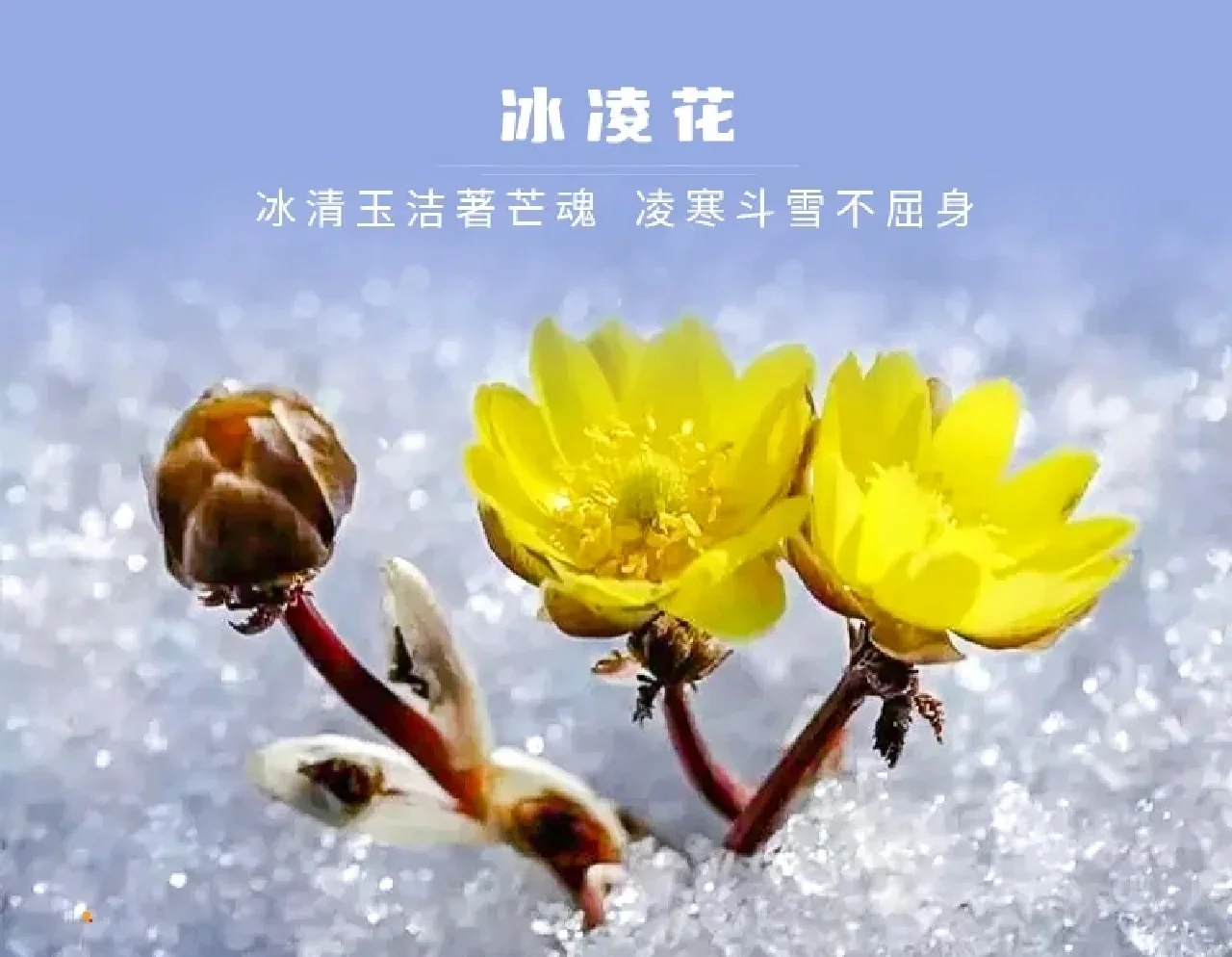 冰凌花的功效与作用